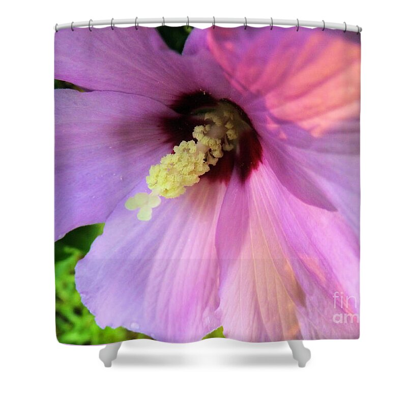 Purple Shower Curtain featuring the photograph Morning Glory by Robyn King