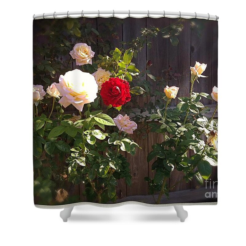 Roses Shower Curtain featuring the photograph Morning Glory by Vonda Lawson-Rosa