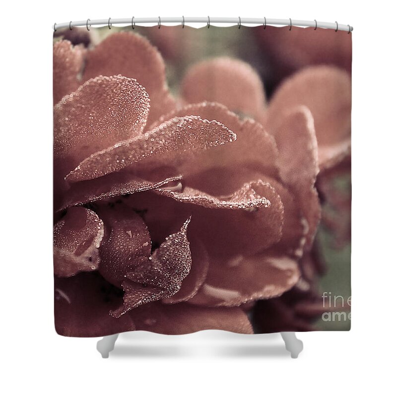 Landscape Shower Curtain featuring the photograph Morning Rose by Melissa Petrey