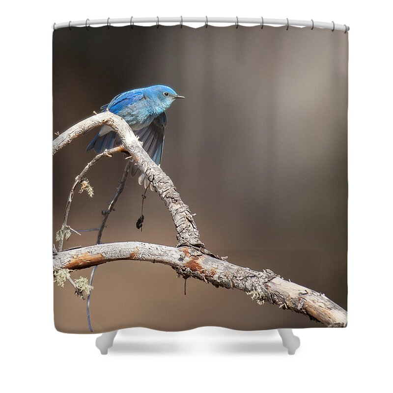 Blue Bird Shower Curtain featuring the photograph Morning Stretch by Kevin Dietrich