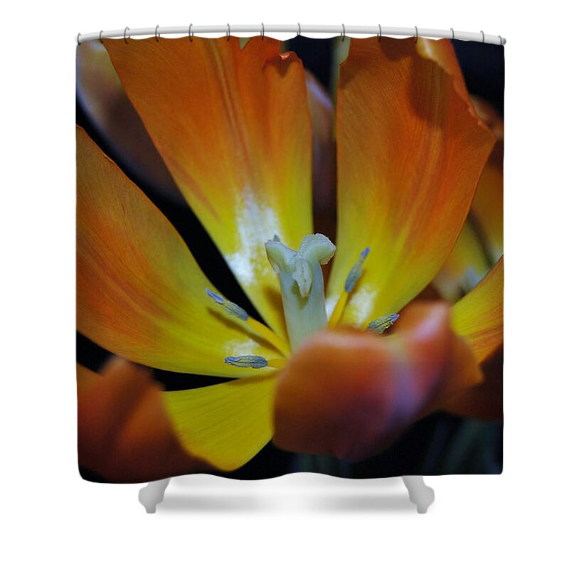 Flower Shower Curtain featuring the photograph Morning Tulip by Vallee Johnson