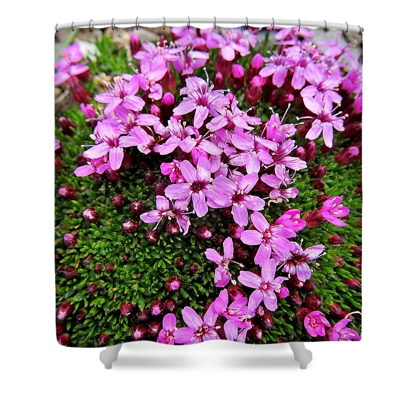Moss Campion Shower Curtain featuring the photograph Moss Campion by Lena Photo Art
