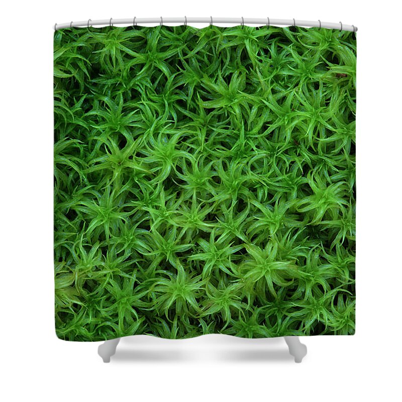 Atrichum Sp. Shower Curtain featuring the photograph Moss by Daniel Reed