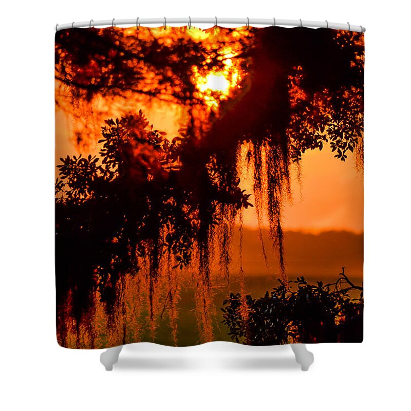 Sunrise Shower Curtain featuring the photograph Moss Meets Sun by Mary Hahn Ward