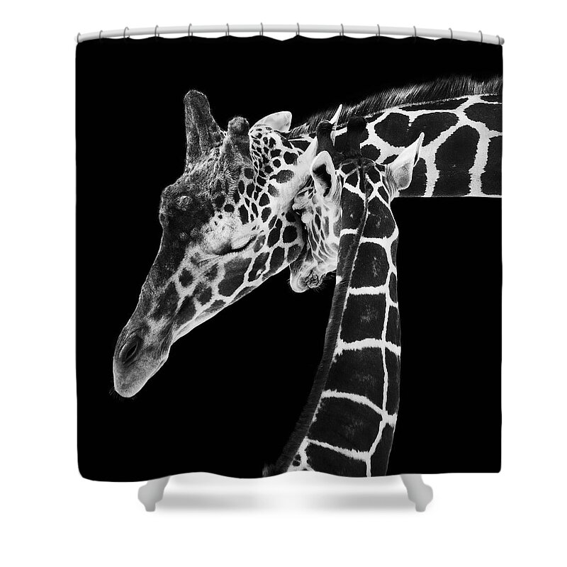 3scape Photos Shower Curtain featuring the photograph Mother and Baby Giraffe by Adam Romanowicz