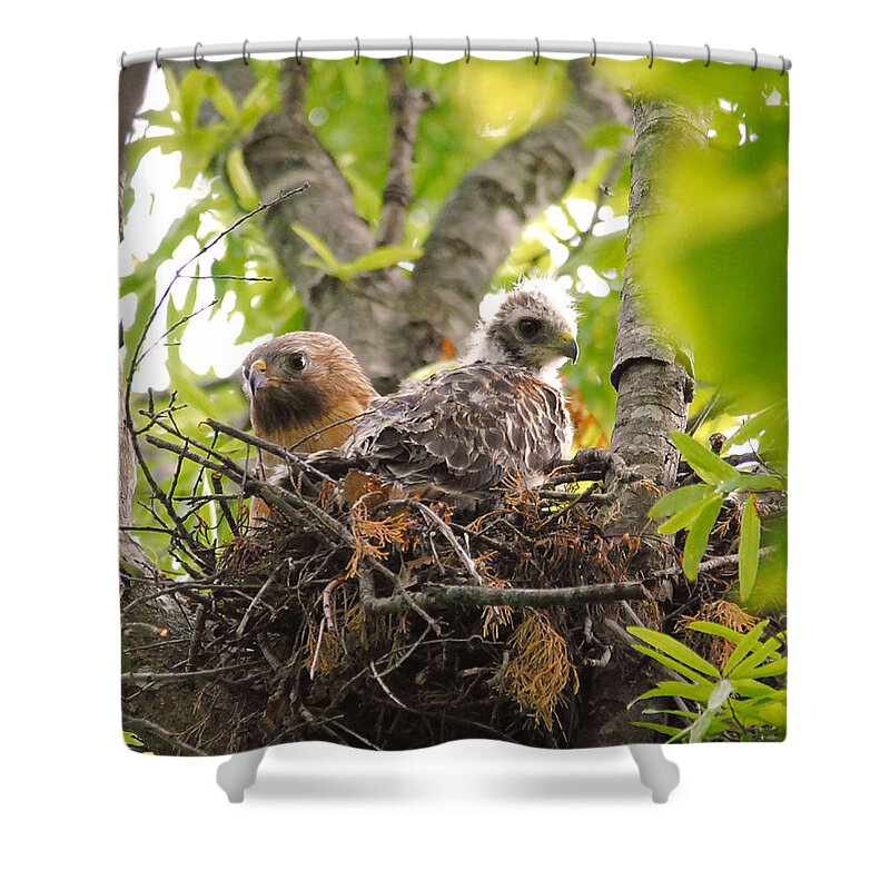 Red Shouldered Hawk Shower Curtain featuring the photograph Mother and Baby Red Shouldered Hawk by Jai Johnson