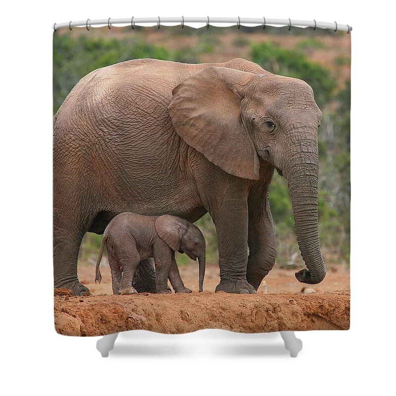 Elephant Shower Curtain featuring the photograph Mother and Calf by Bruce J Robinson