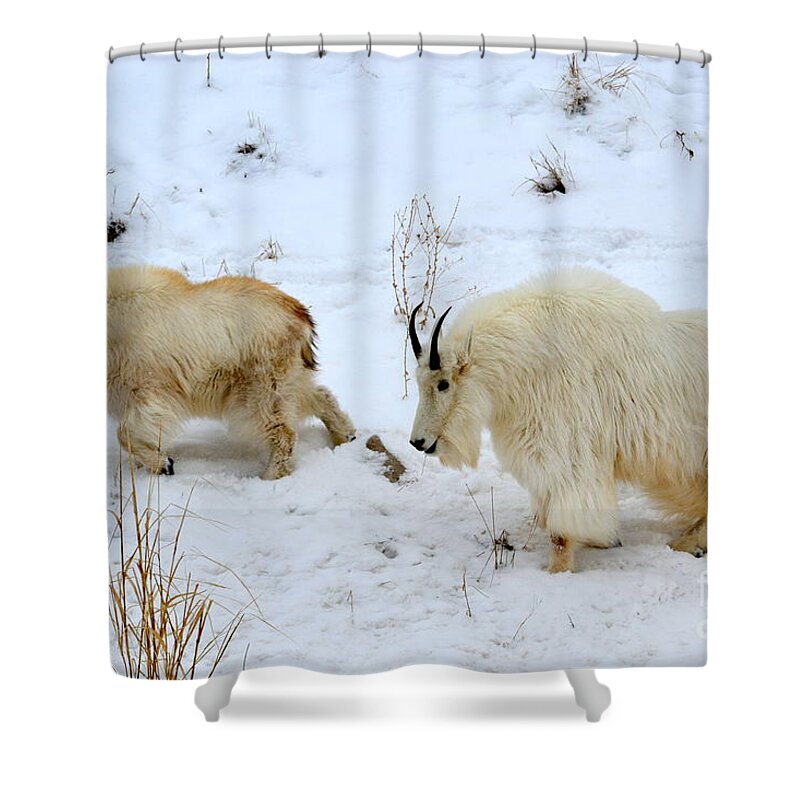Mountain Goats Shower Curtain featuring the photograph Mother and Child by Dorrene BrownButterfield