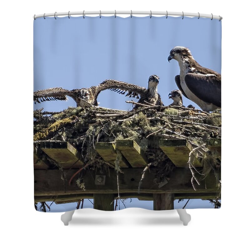 Osprey Shower Curtain featuring the photograph Mother Osprey and Her Brood by Belinda Greb