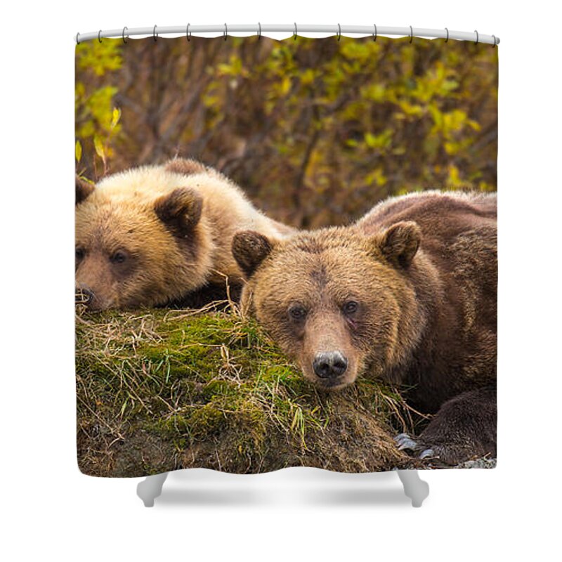 Bear Shower Curtain featuring the photograph Mother's Love by Kevin Dietrich