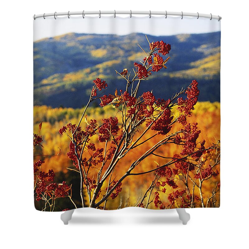 Sorbus Scopulina Shower Curtain featuring the photograph Mountain Ash Berries, Colorado Landscape by James Steinberg