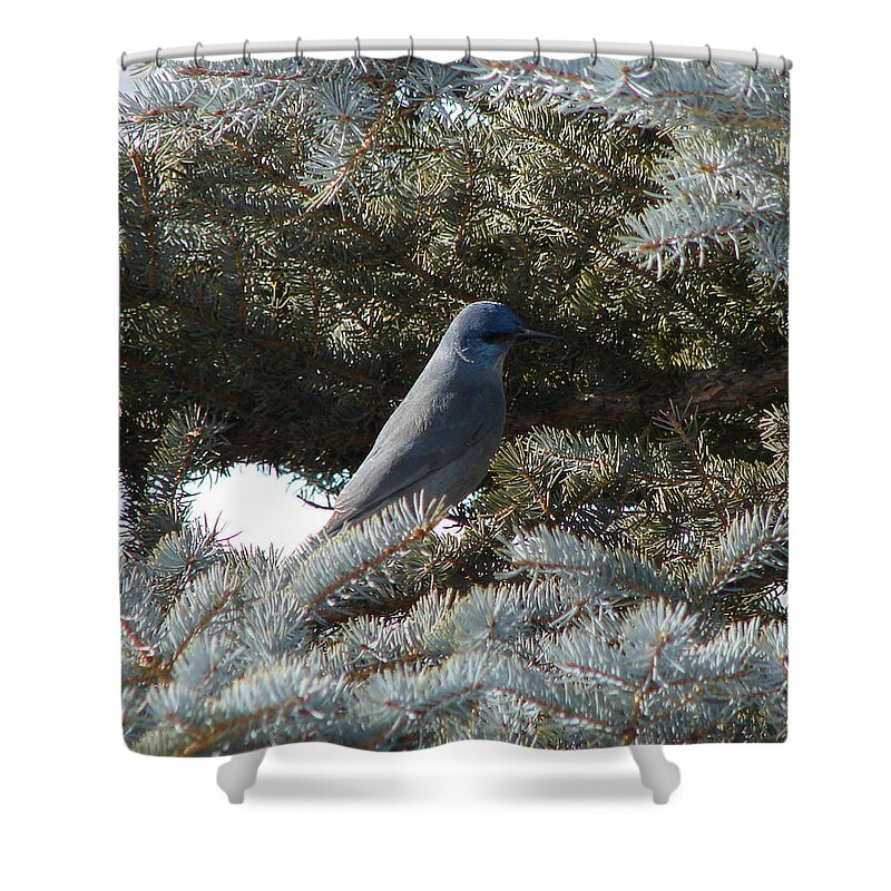 Nature Shower Curtain featuring the photograph Mountain Bluebird by Carl Moore