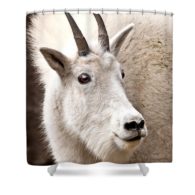 Animal Shower Curtain featuring the photograph Mountain Goat by Jean Noren