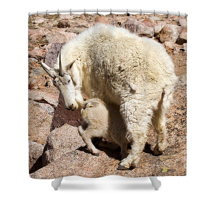 Arapaho National Forest Shower Curtain featuring the photograph Mountain Goat Kid at Lunch Time on Mount Evans by Fred Stearns