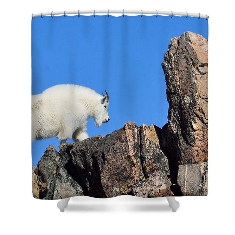 Mountain Shower Curtain featuring the photograph Mountain Goat by Tranquil Light Photography