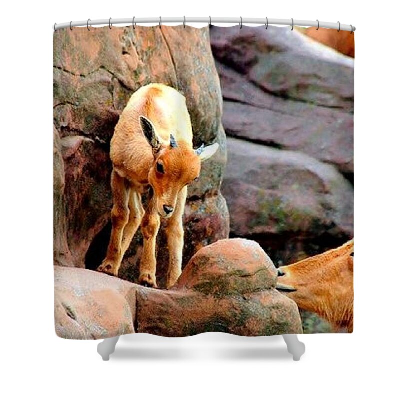 Goat Shower Curtain featuring the photograph Mountain Goats at Woolaroc Oklahoma by Janette Boyd
