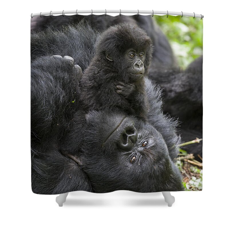 Feb0514 Shower Curtain featuring the photograph Mountain Gorilla Baby Playing by Suzi Eszterhas