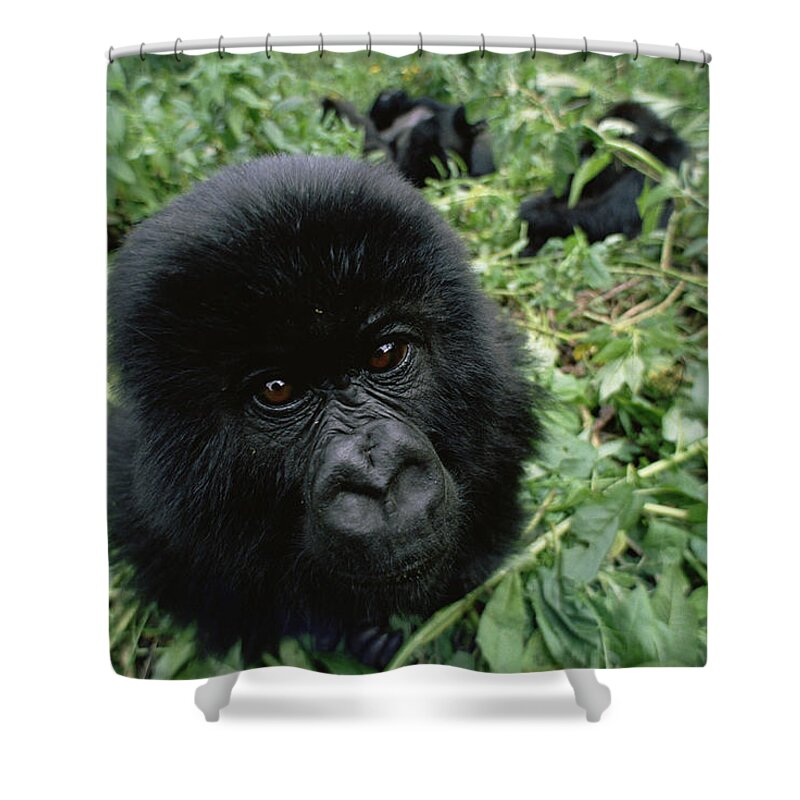 Feb0514 Shower Curtain featuring the photograph Mountain Gorilla Baby Virunga Mts Rwanda by Gerry Ellis