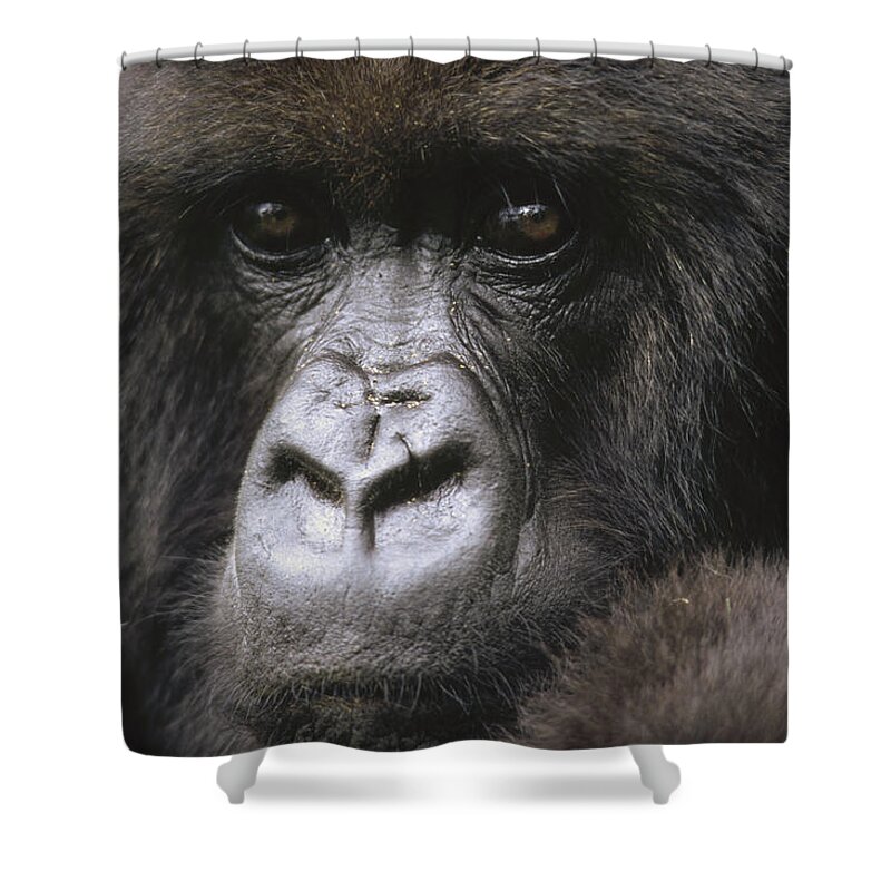 Feb0514 Shower Curtain featuring the photograph Mountain Gorilla Female Portrait Virunga by Gerry Ellis