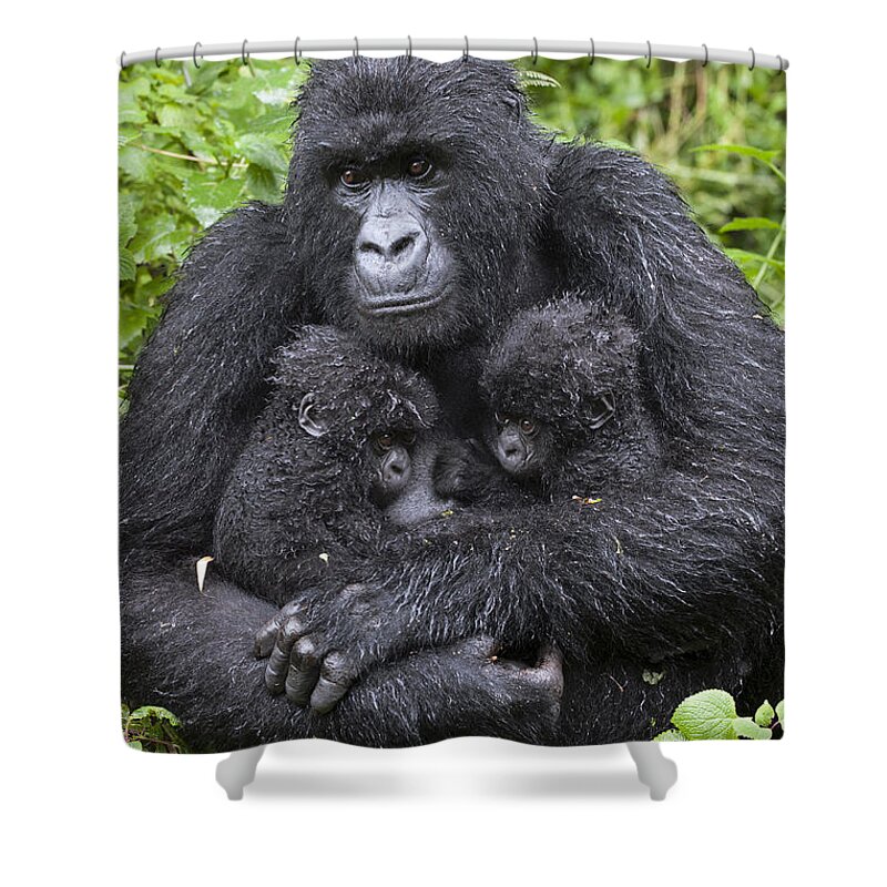 Feb0514 Shower Curtain featuring the photograph Mountain Gorilla Mother And Twins by Suzi Eszterhas