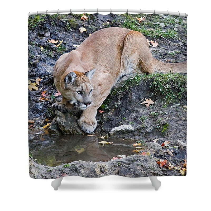 Mountain Lion Shower Curtain featuring the photograph Mountain Lion at the Spring by Max Waugh