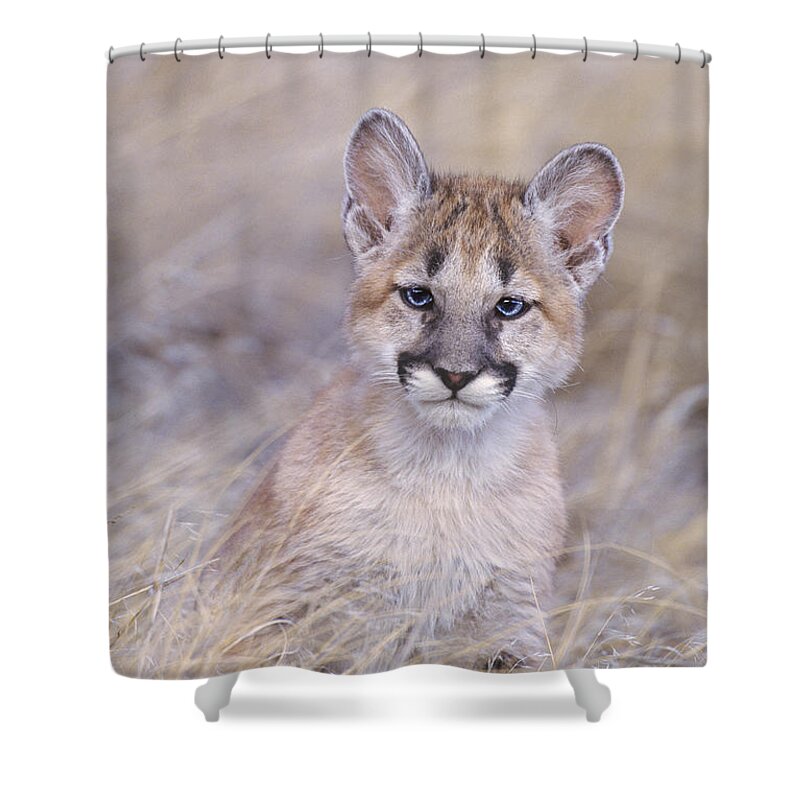 North America; Wildlife; Mammal; Moutain Lion Shower Curtain featuring the photograph Mountain Lion Cub in Dry Grass by Dave Welling
