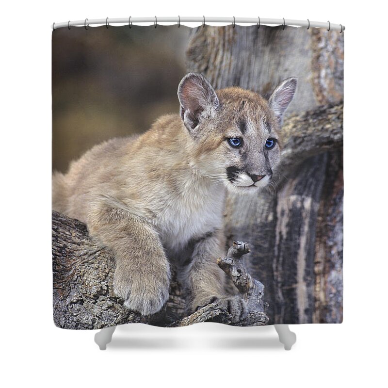 Mountain Lion Shower Curtain featuring the photograph Mountain Lion Cub on Tree Branch by Dave Welling