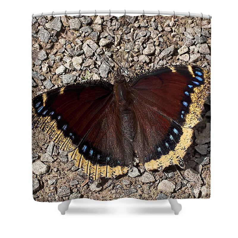 Mourning Cloak Shower Curtain featuring the photograph Mourning Cloak by Barbara McMahon
