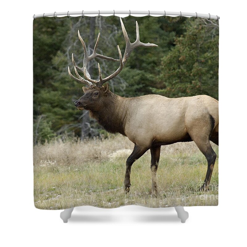 Elk Shower Curtain featuring the photograph Mr Majestic by Bob Christopher