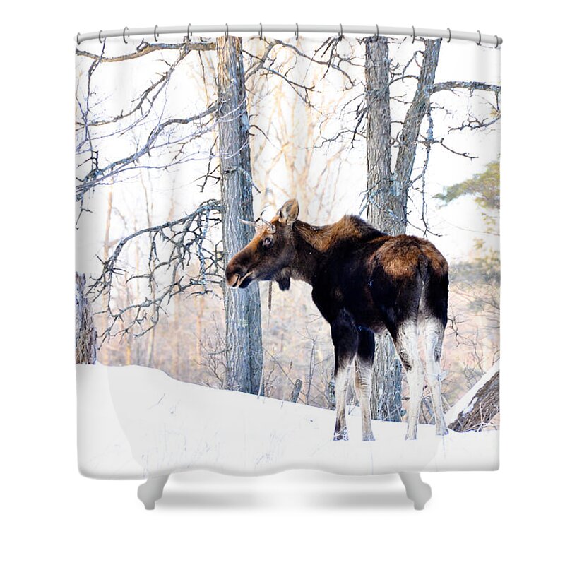 Moose Shower Curtain featuring the photograph Mr. Moose by Cheryl Baxter