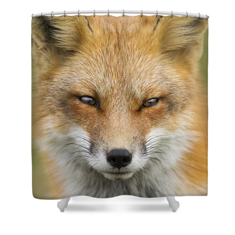 Wild Shower Curtain featuring the photograph Mr Red Portrait by Mircea Costina Photography