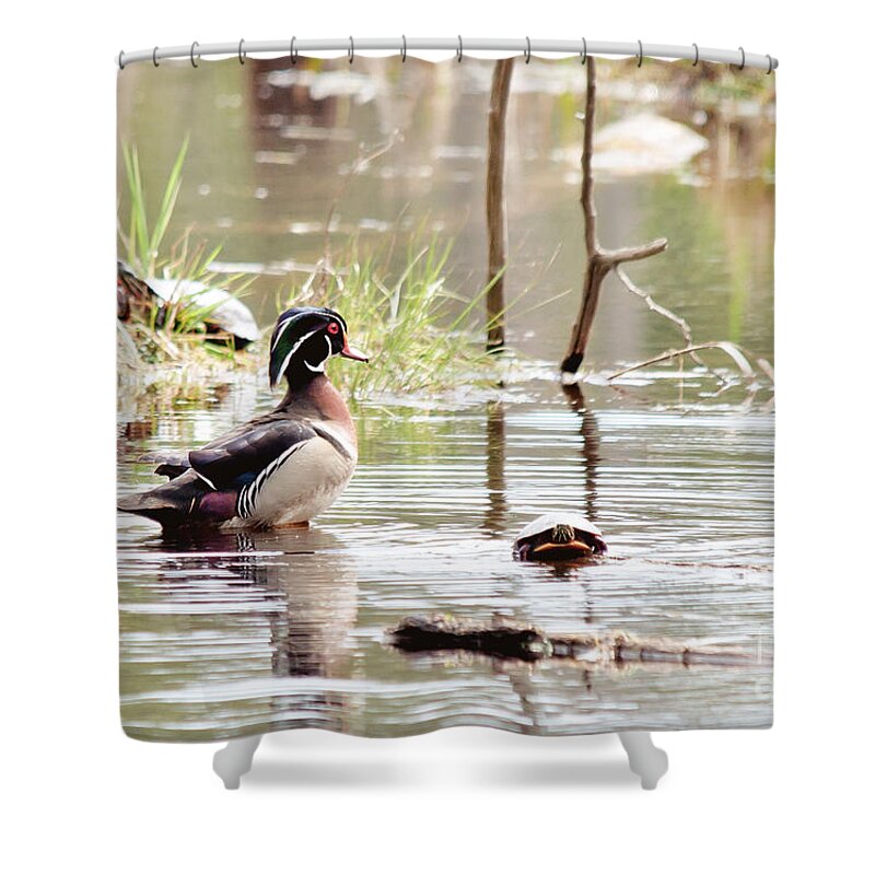 Wood Duck Shower Curtain featuring the photograph Mr. Wood Duck and Friends by Cheryl Baxter