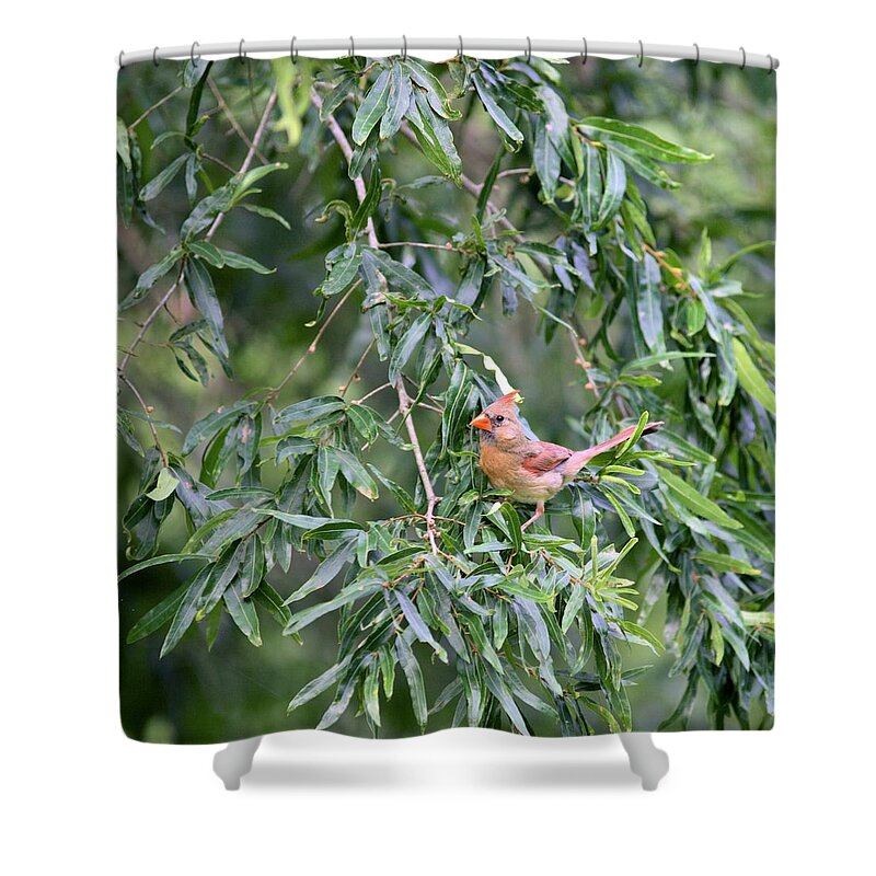 5944 Shower Curtain featuring the photograph Mrs Cardinal - Square by Gordon Elwell