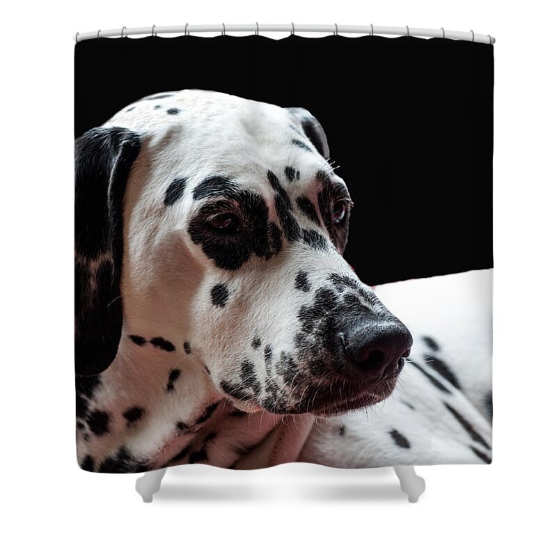 Dalmation Shower Curtain featuring the photograph Ms Elegance. Kokkie. Dalmation Dog by Jenny Rainbow
