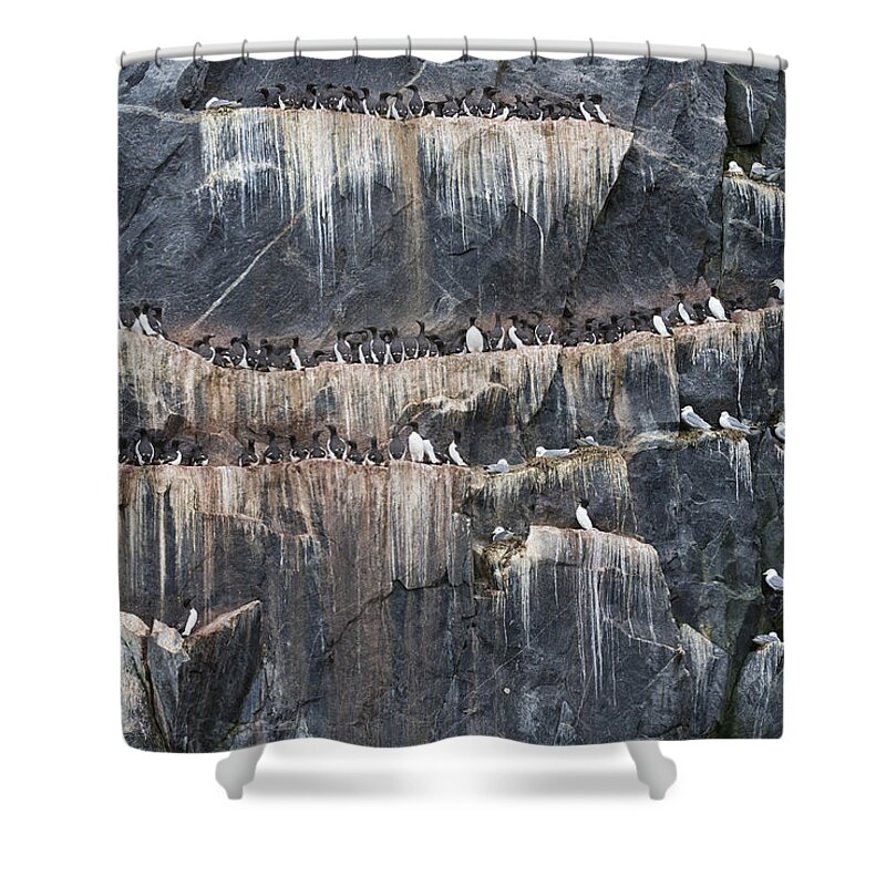 Animal Shower Curtain featuring the photograph Murres And Kittiwakes by John Shaw
