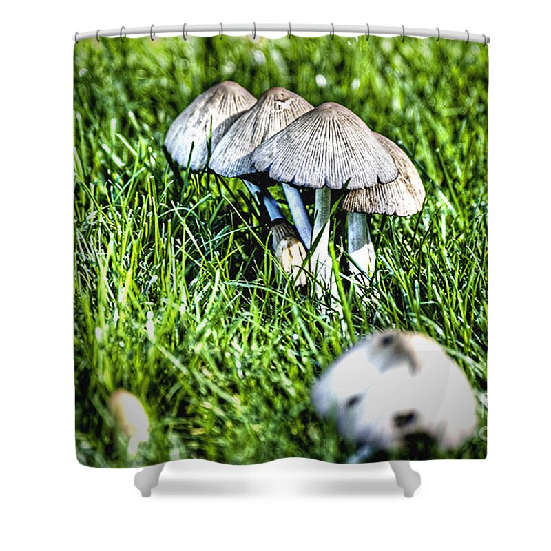 Botanical Shower Curtain featuring the photograph Mushroom in September HDR by Rich Collins