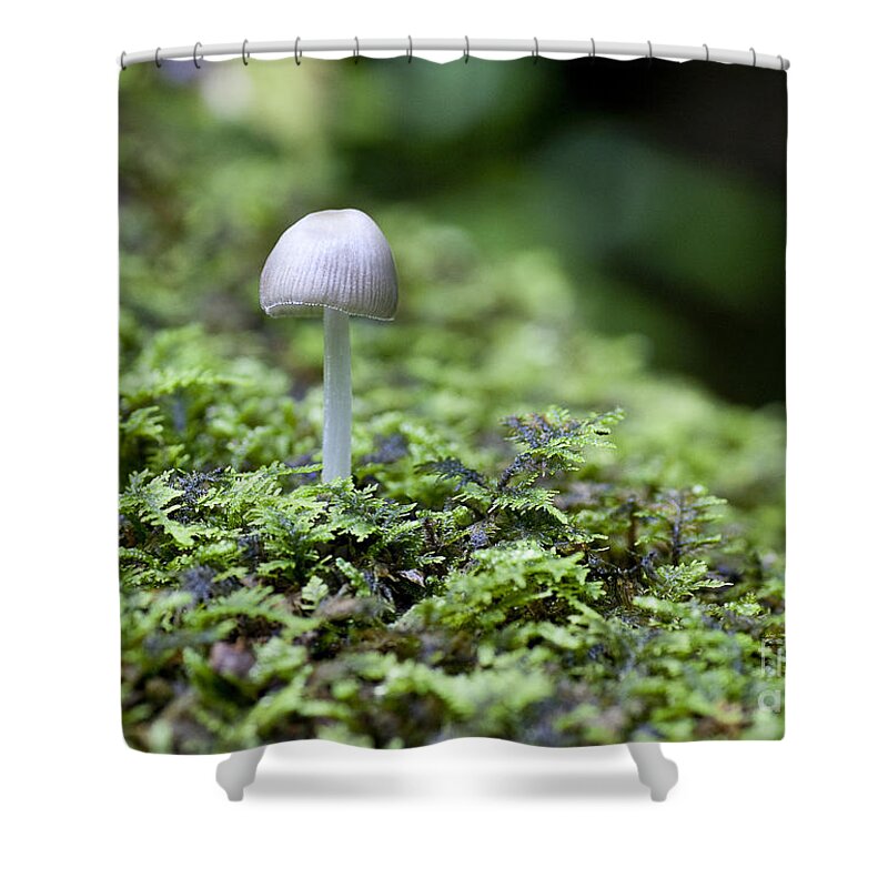 Ridgeway Shower Curtain featuring the photograph Mushroom by Steven Ralser