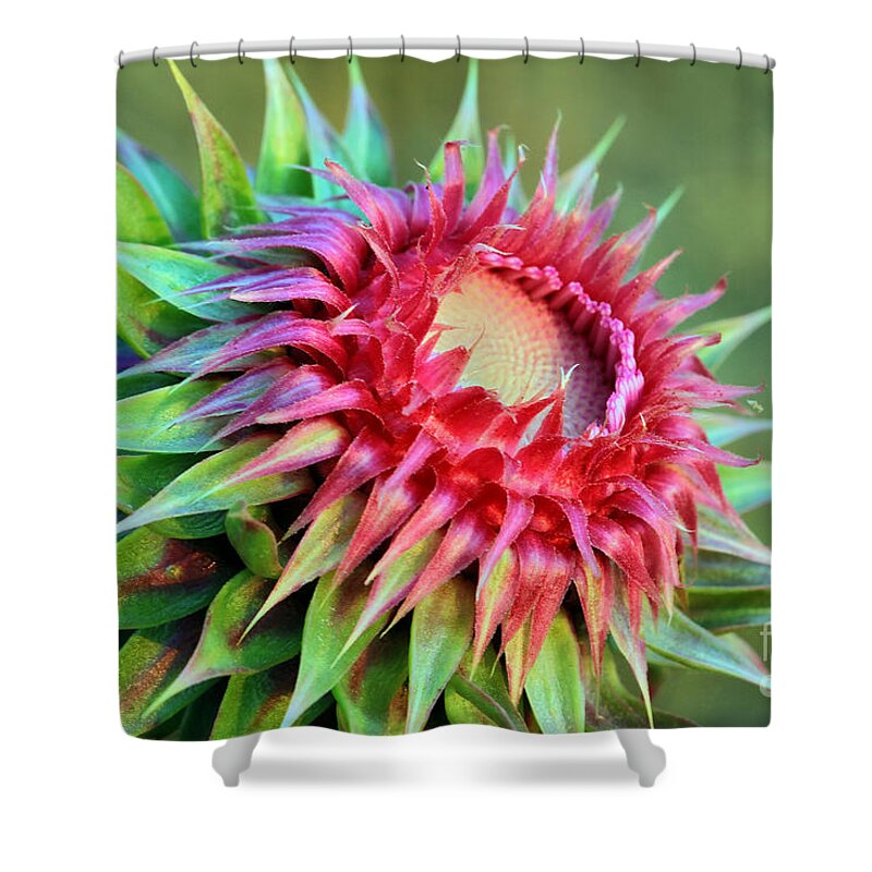 Plant Shower Curtain featuring the photograph Musk Thistle by Teresa Zieba