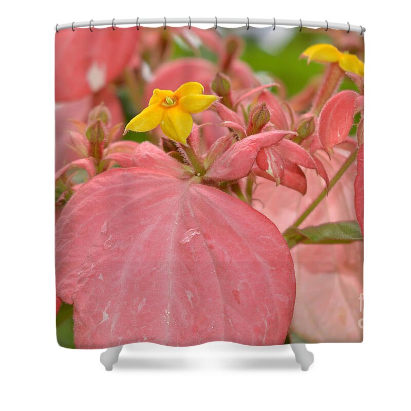 Mussaenda Shower Curtain featuring the photograph Mussaenda by Olga Hamilton