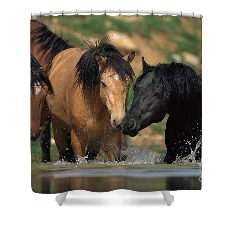 00340043 Shower Curtain featuring the photograph Mustangs At Waterhole In Summer by Yva Momatiuk and John Eastcott