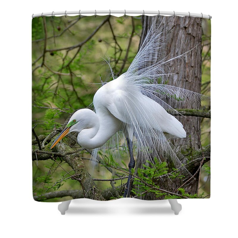 Egret Shower Curtain featuring the photograph My Beautiful Plumage by Kathy Baccari