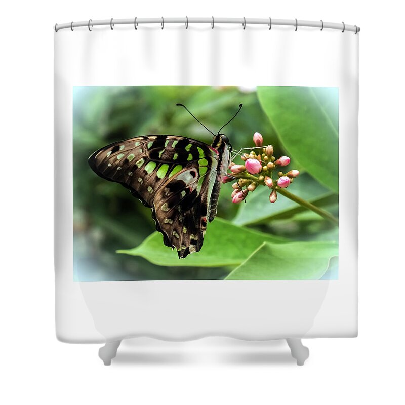 Green Butterflies Shower Curtain featuring the photograph My Fair Lady by Karen Wiles