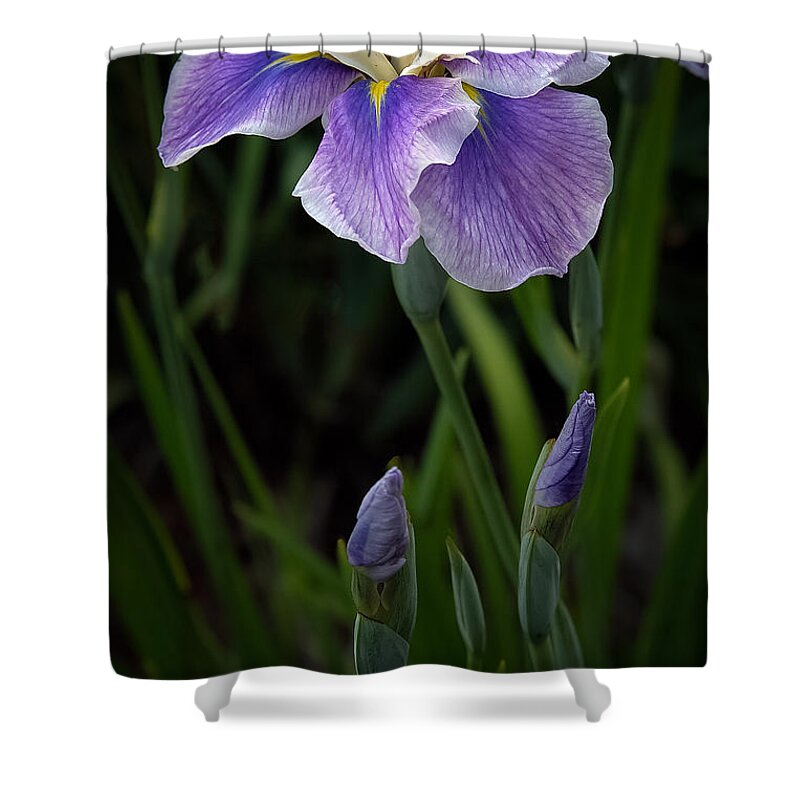 Iris Shower Curtain featuring the photograph My Iris by Penny Lisowski