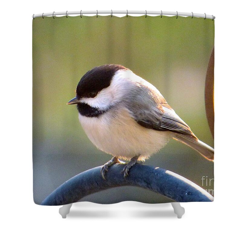 Chickadee Shower Curtain featuring the photograph My Little Chickadee by Jean Wright