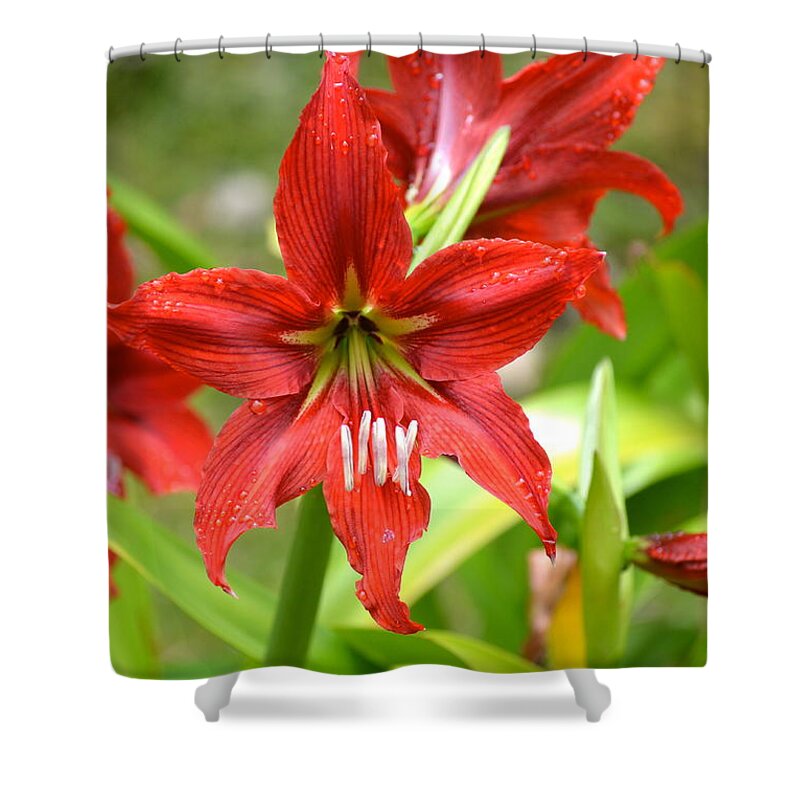 Flower Shower Curtain featuring the photograph My Red Daylily...after the rain by Lehua Pekelo-Stearns