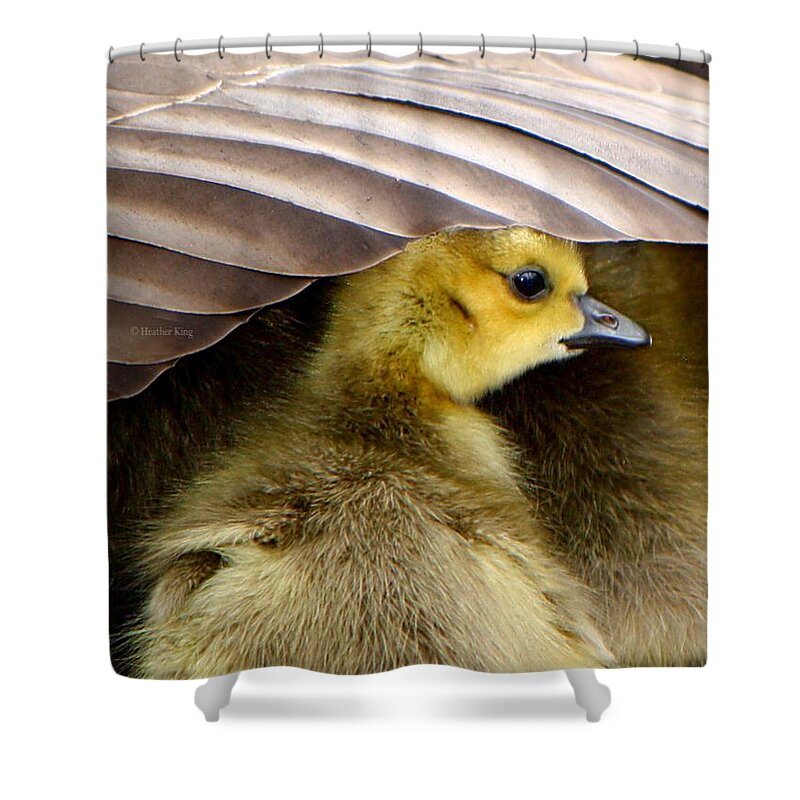 Canadian Goose Shower Curtain featuring the photograph My Umbrella by Heather King