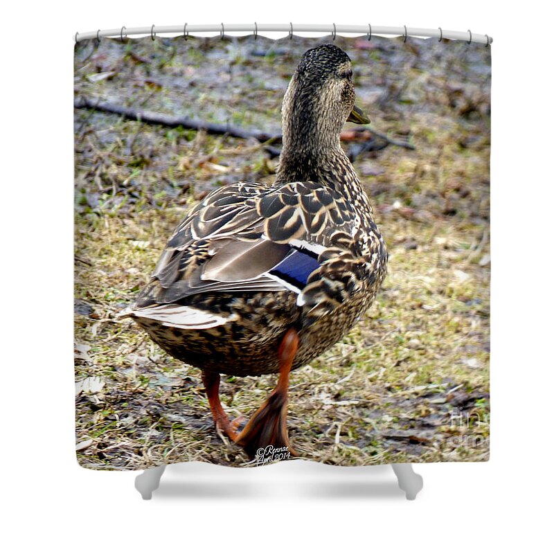 Duck Shower Curtain featuring the photograph My Way by Rennae Christman