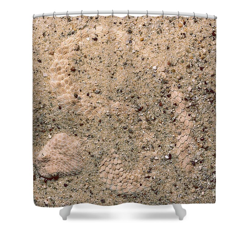 Texa Zoo Shower Curtain featuring the photograph Namib Viper by Gregory G. Dimijian, M.D.