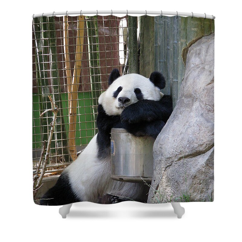 Giant Panda Shower Curtain featuring the photograph Nap time by Ausra Huntington nee Paulauskaite