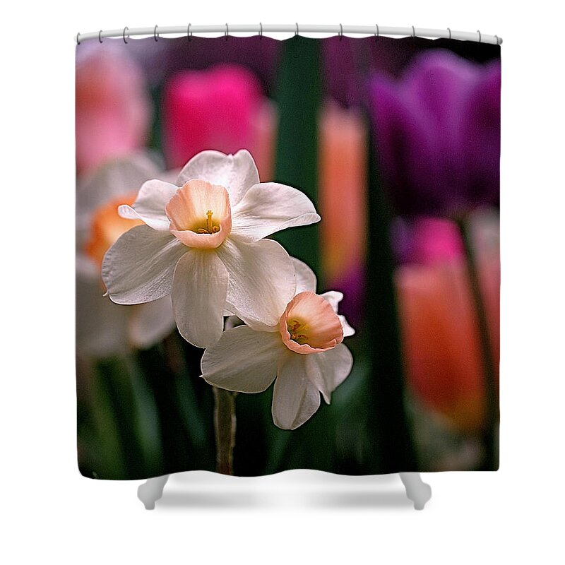 Daffodils Shower Curtain featuring the photograph Narcissus and Tulips by Rona Black